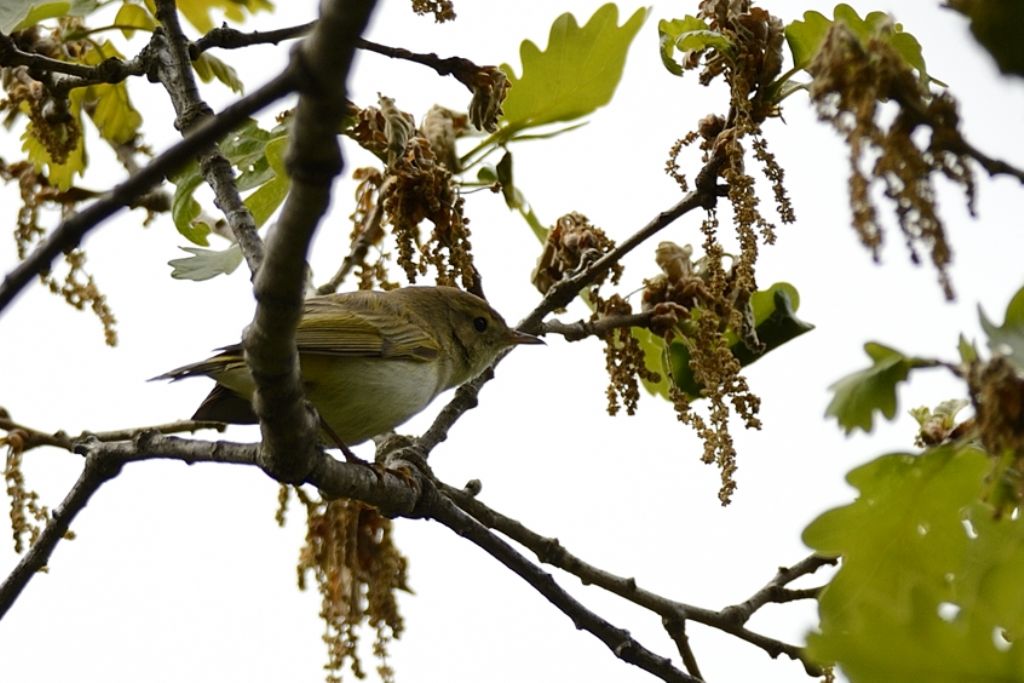 Conferma Lu?  S,  Lu verde ( Phylloscopus sibilatrix)